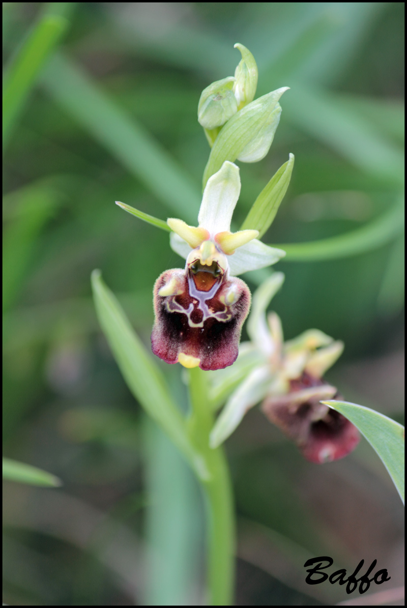 Ophrys holosericea subsp. holosericea (Burm.f.) Greutern -